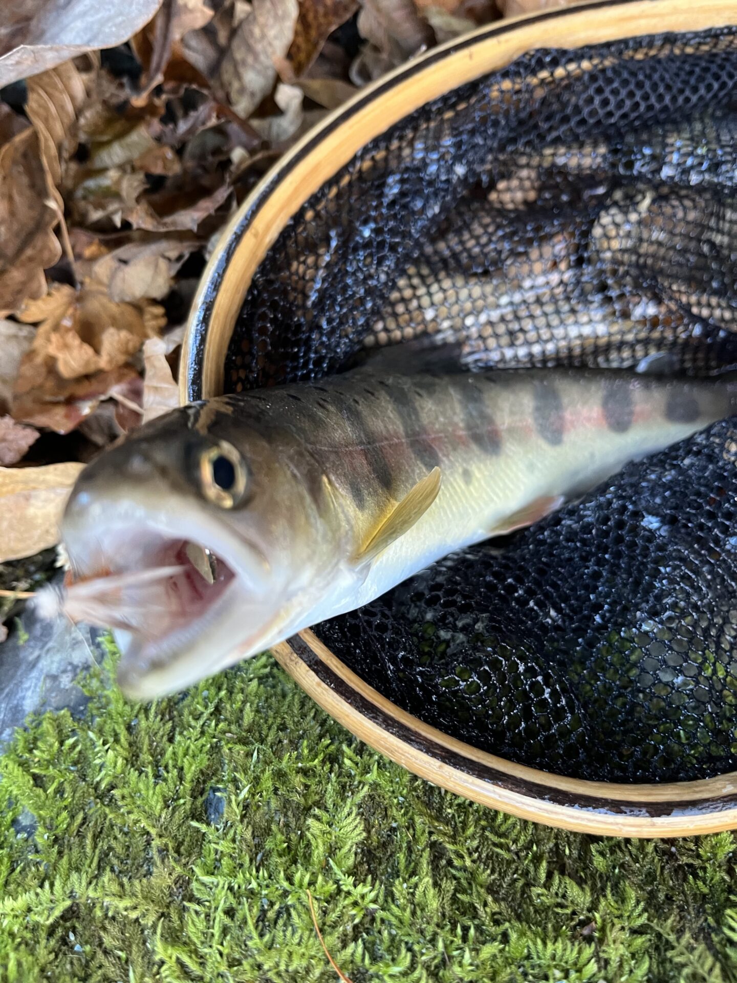 【山女魚の隠れ家。岩魚の隠れ家。】
赤久縄
2025.11.26(32)
山女魚