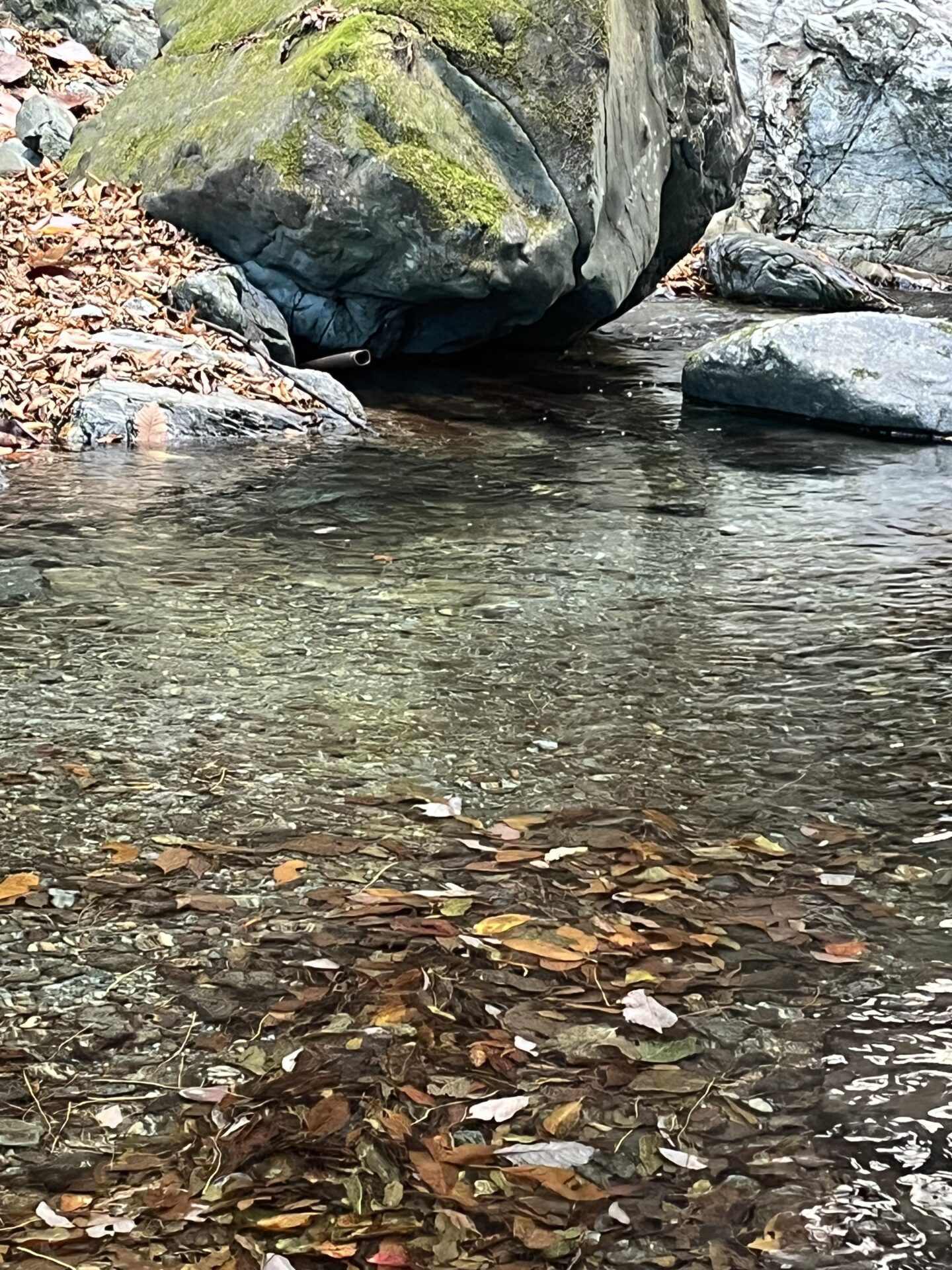 【山女魚の隠れ家。岩魚の隠れ家。】
赤久縄
2025.11.26(32)
山女魚
ポイント