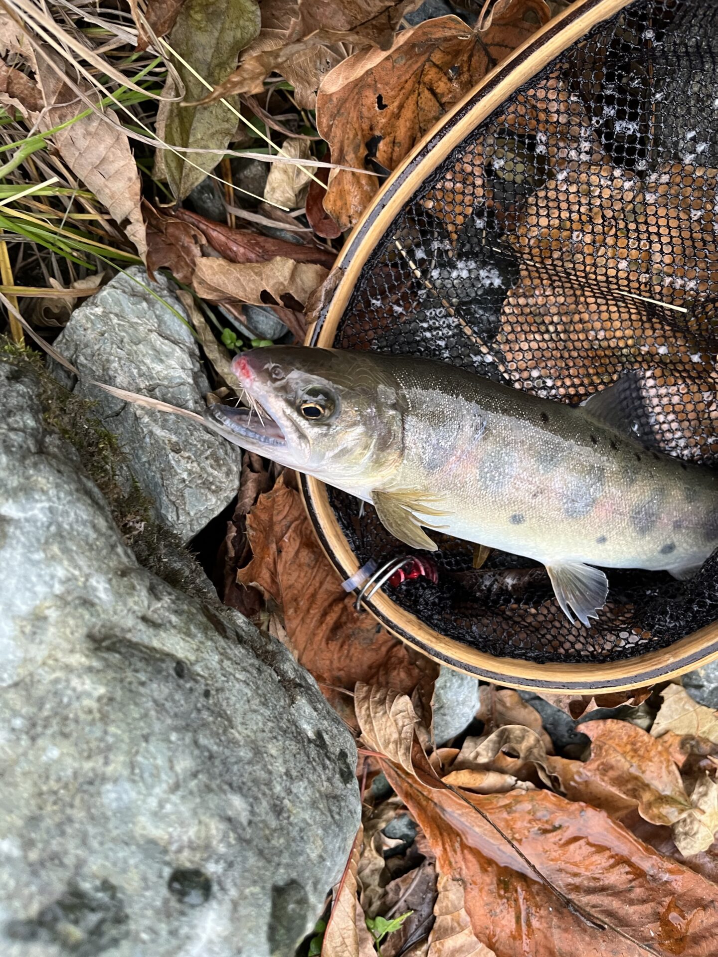 【山女魚の隠れ家。岩魚の隠れ家。】
赤久縄
2025.11.26(33)
山女魚