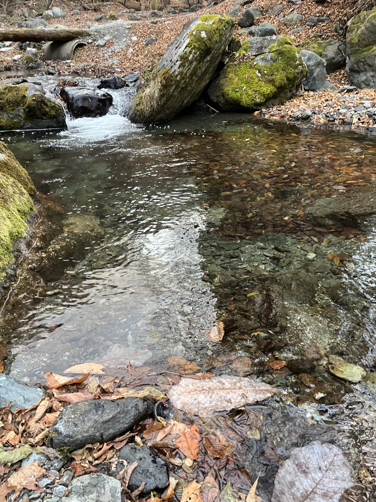 【山女魚の隠れ家。岩魚の隠れ家。】
赤久縄
2025.11.26(33)
山女魚
ポイント