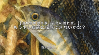 【フライフィッシング】もう少し綺麗に撮影できないかな？ 