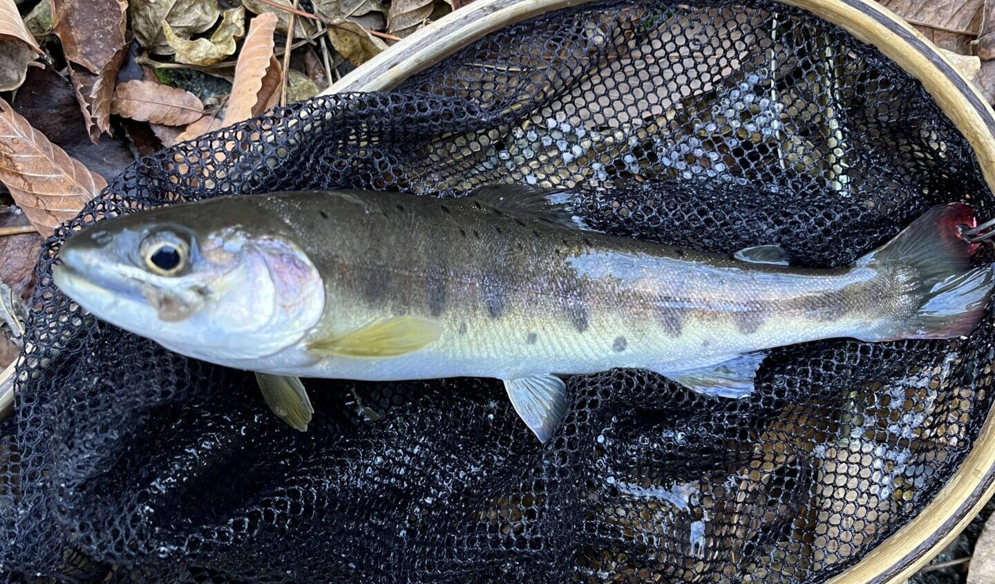 【釣果8匹山女魚6岩魚2】赤久縄2025.12.10