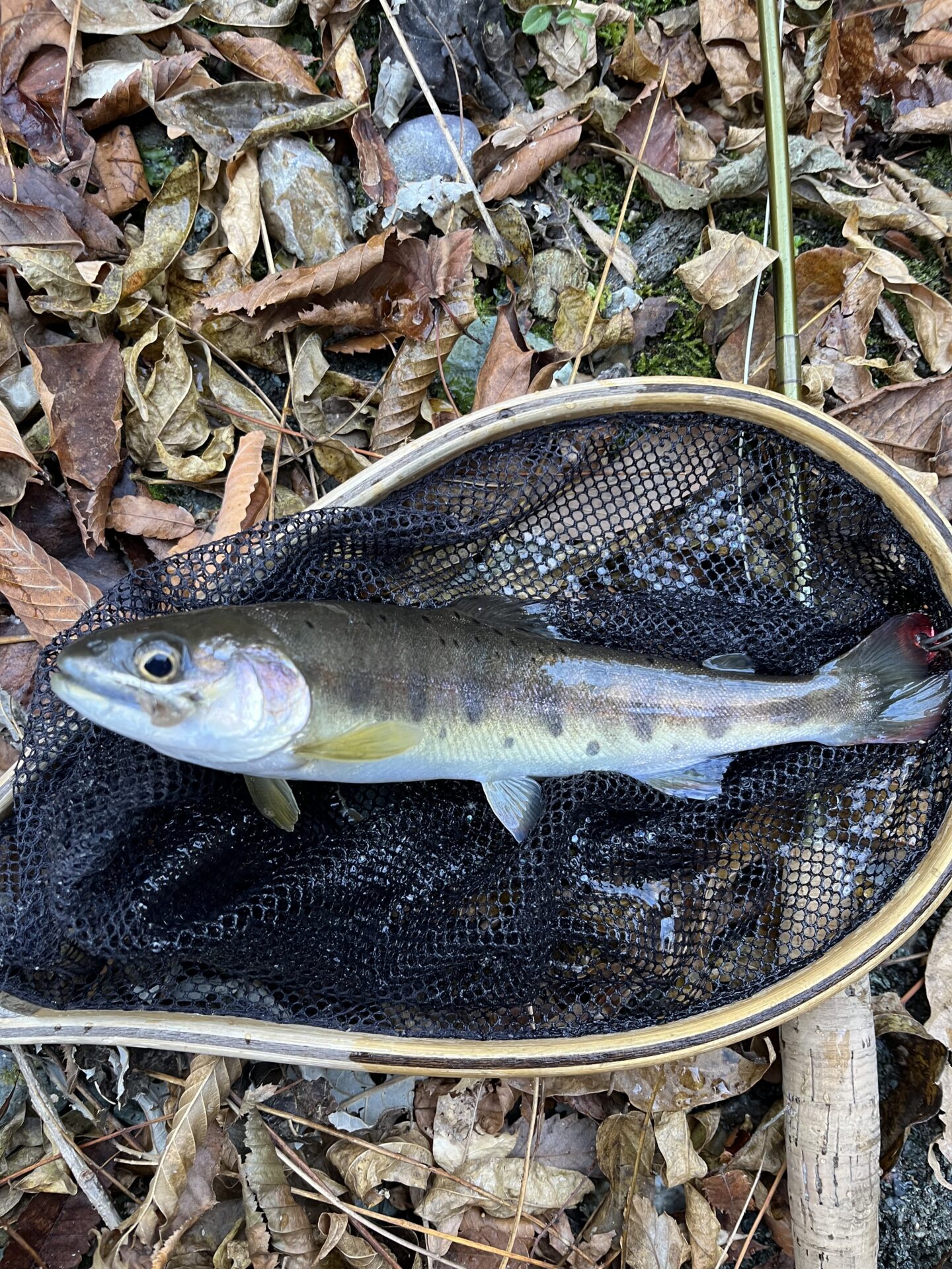 【山女魚の隠れ家。岩魚の隠れ家。】
赤久縄
2025.12.10(1)
山女魚
