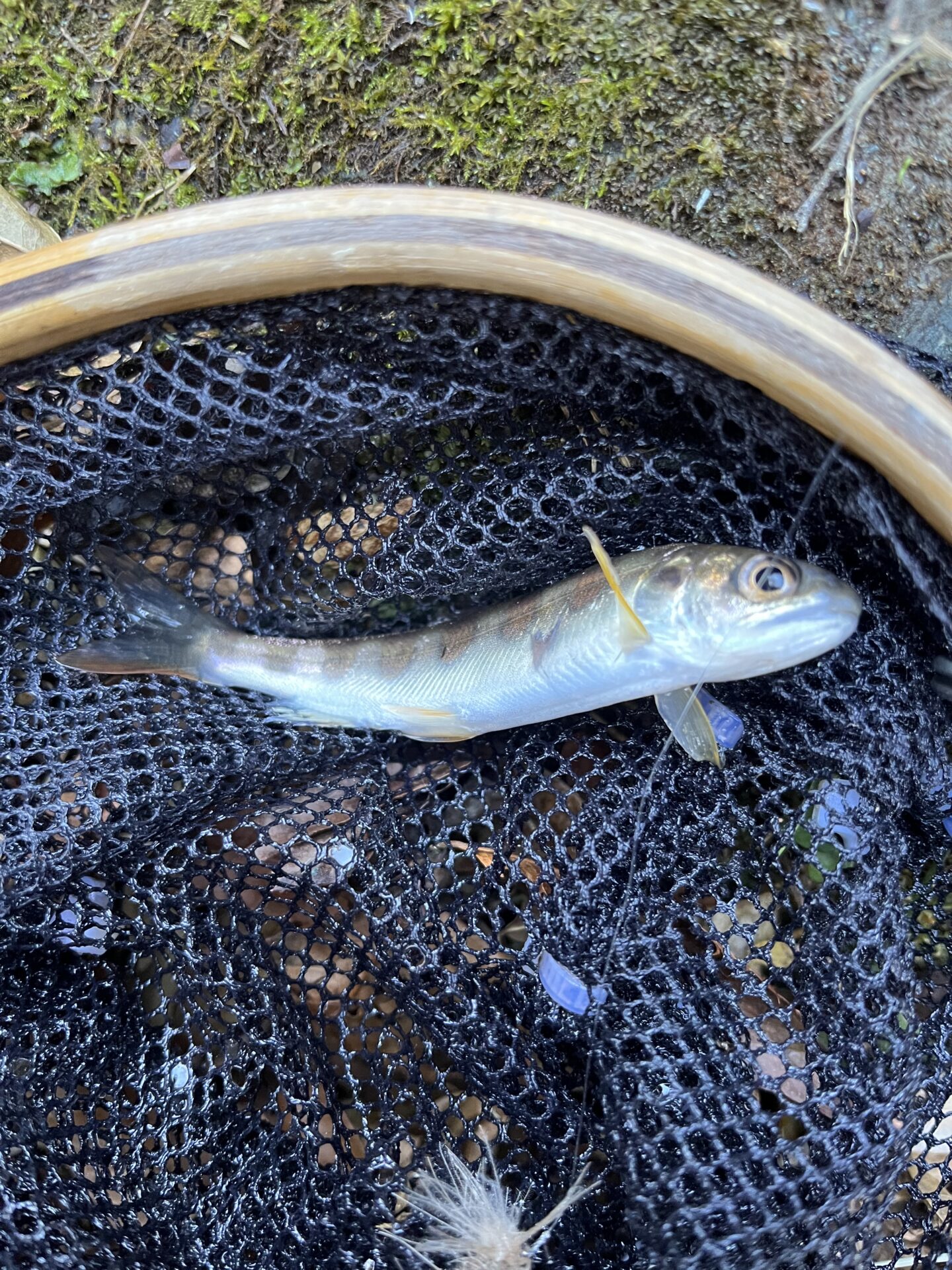【山女魚の隠れ家。岩魚の隠れ家。】
赤久縄
2025.12.10(2)
山女魚