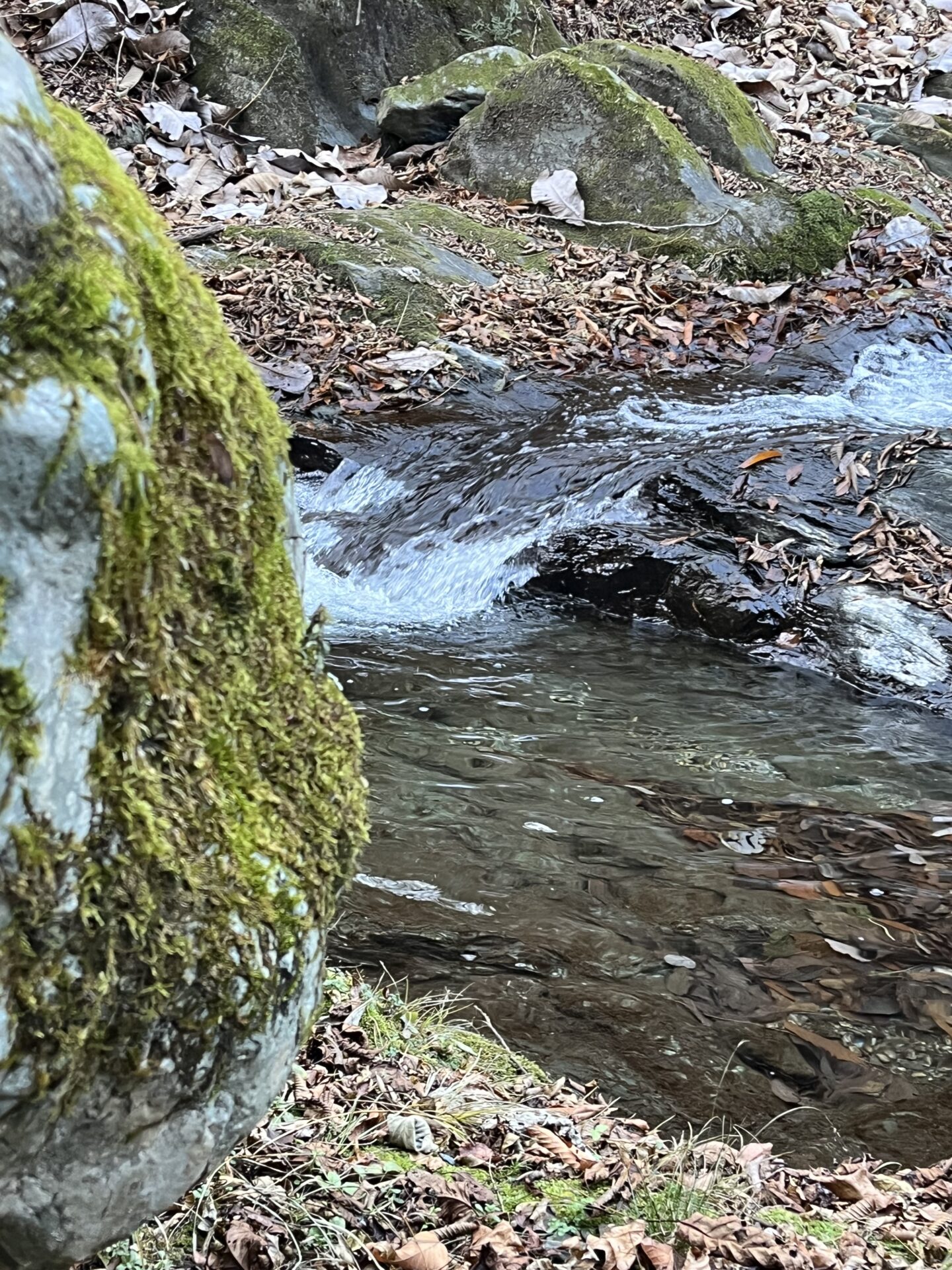 【山女魚の隠れ家。岩魚の隠れ家。】
赤久縄
2025.12.10(2)
山女魚
ポイント