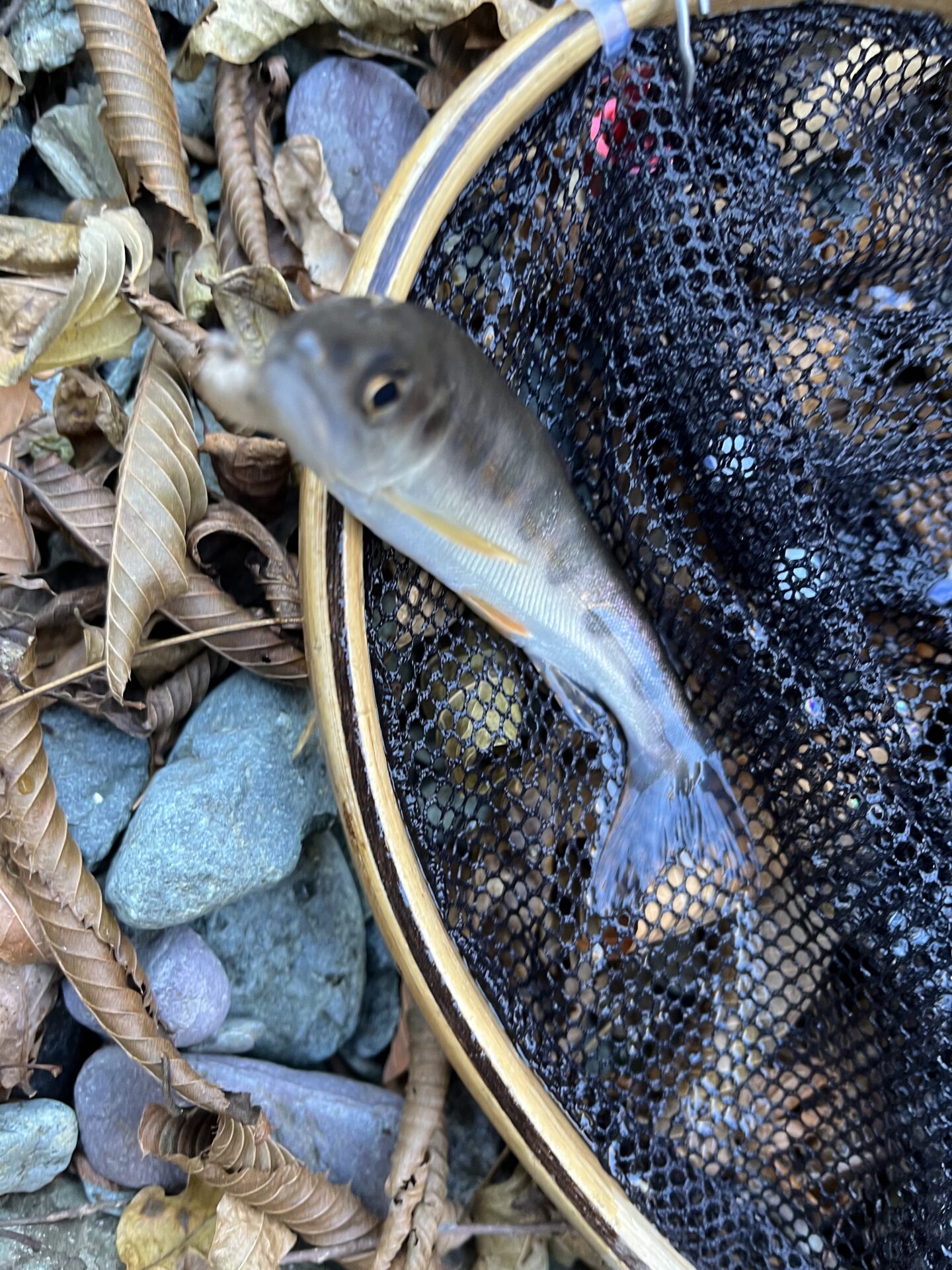 【山女魚の隠れ家。岩魚の隠れ家。】
赤久縄
2025.12.10(3)
山女魚