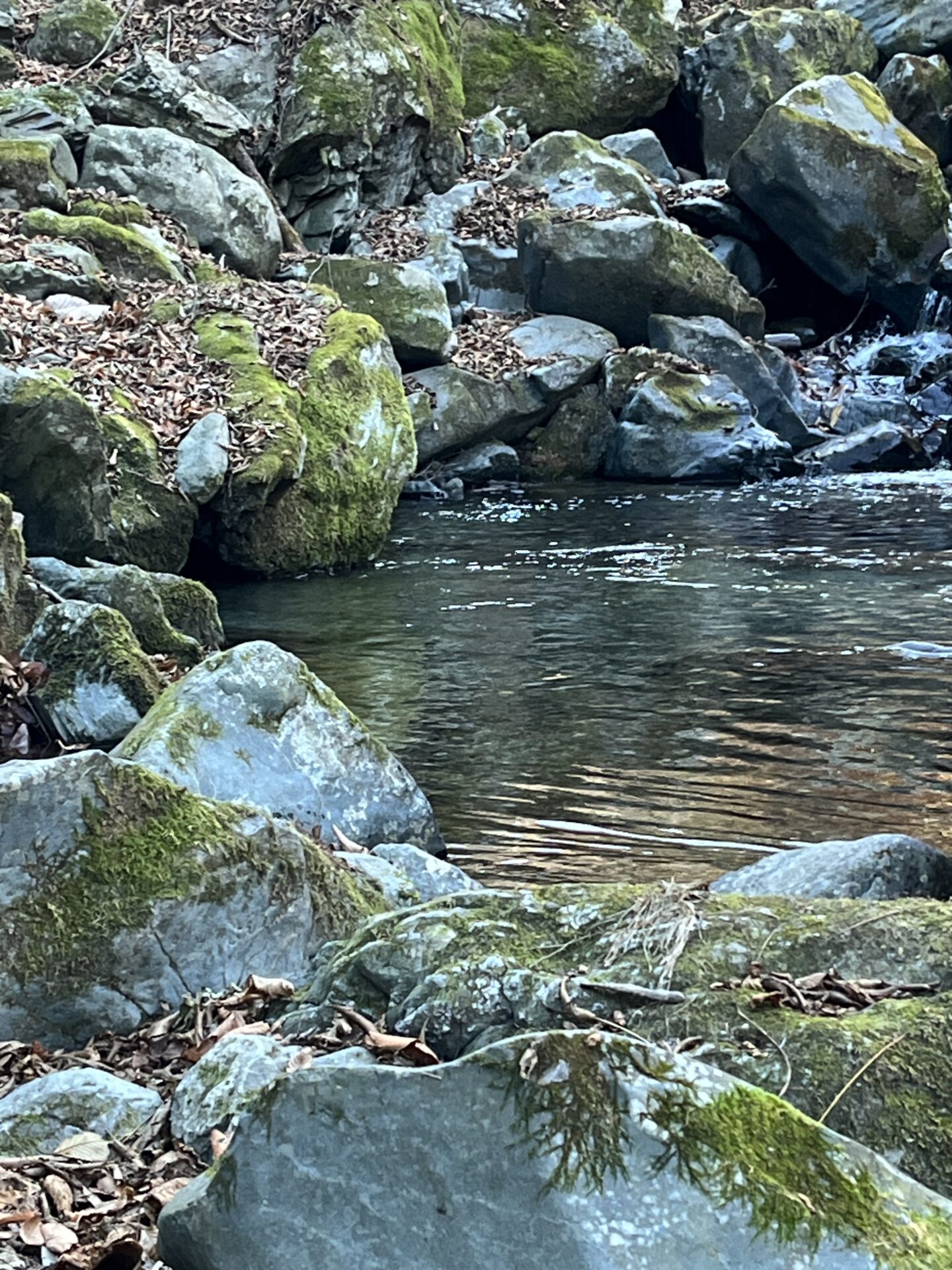 【山女魚の隠れ家。岩魚の隠れ家。】
赤久縄
2025.12.10(3)
山女魚
ポイント