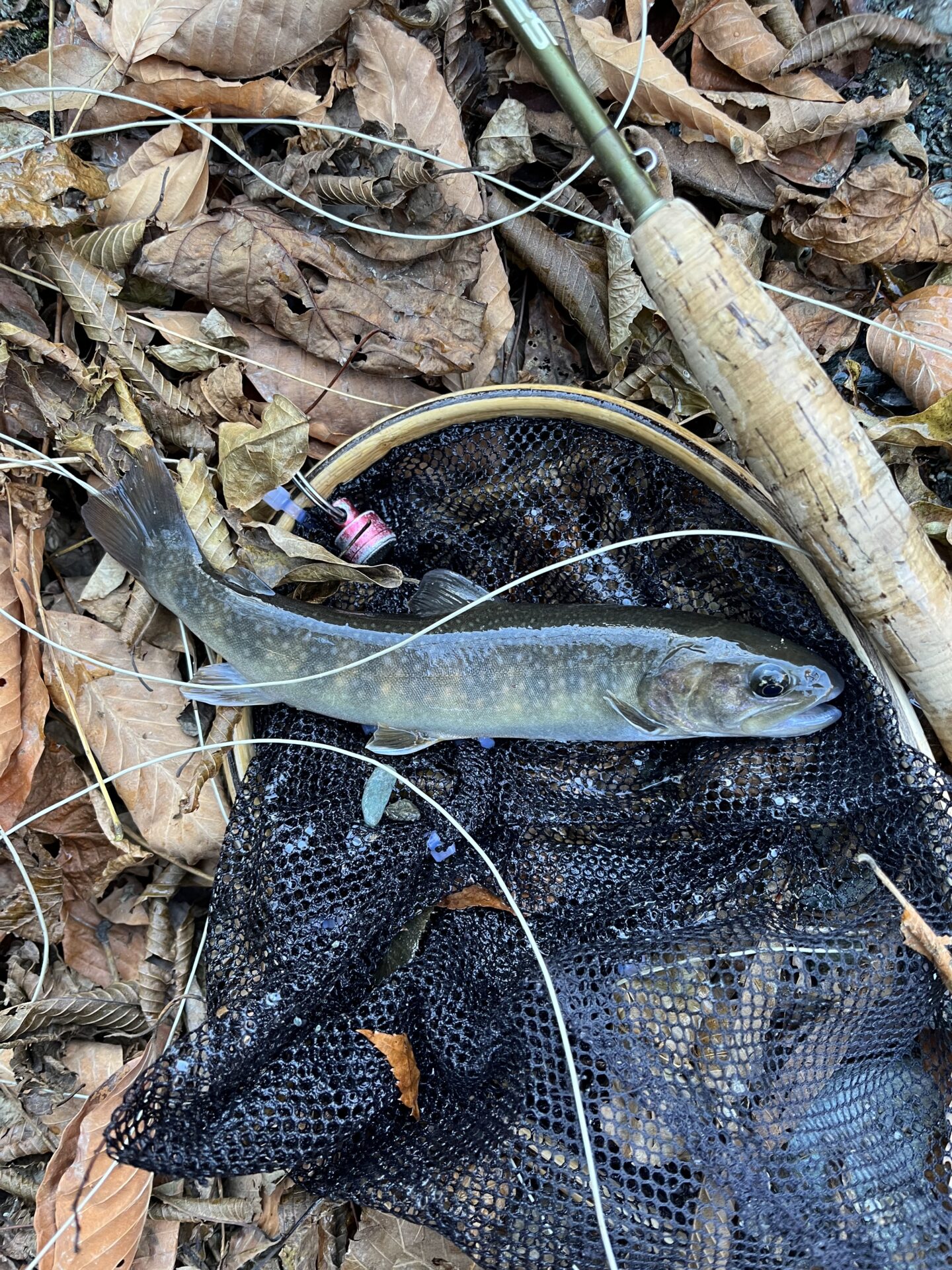 【山女魚の隠れ家。岩魚の隠れ家。】
赤久縄
2025.12.10(4)
岩魚