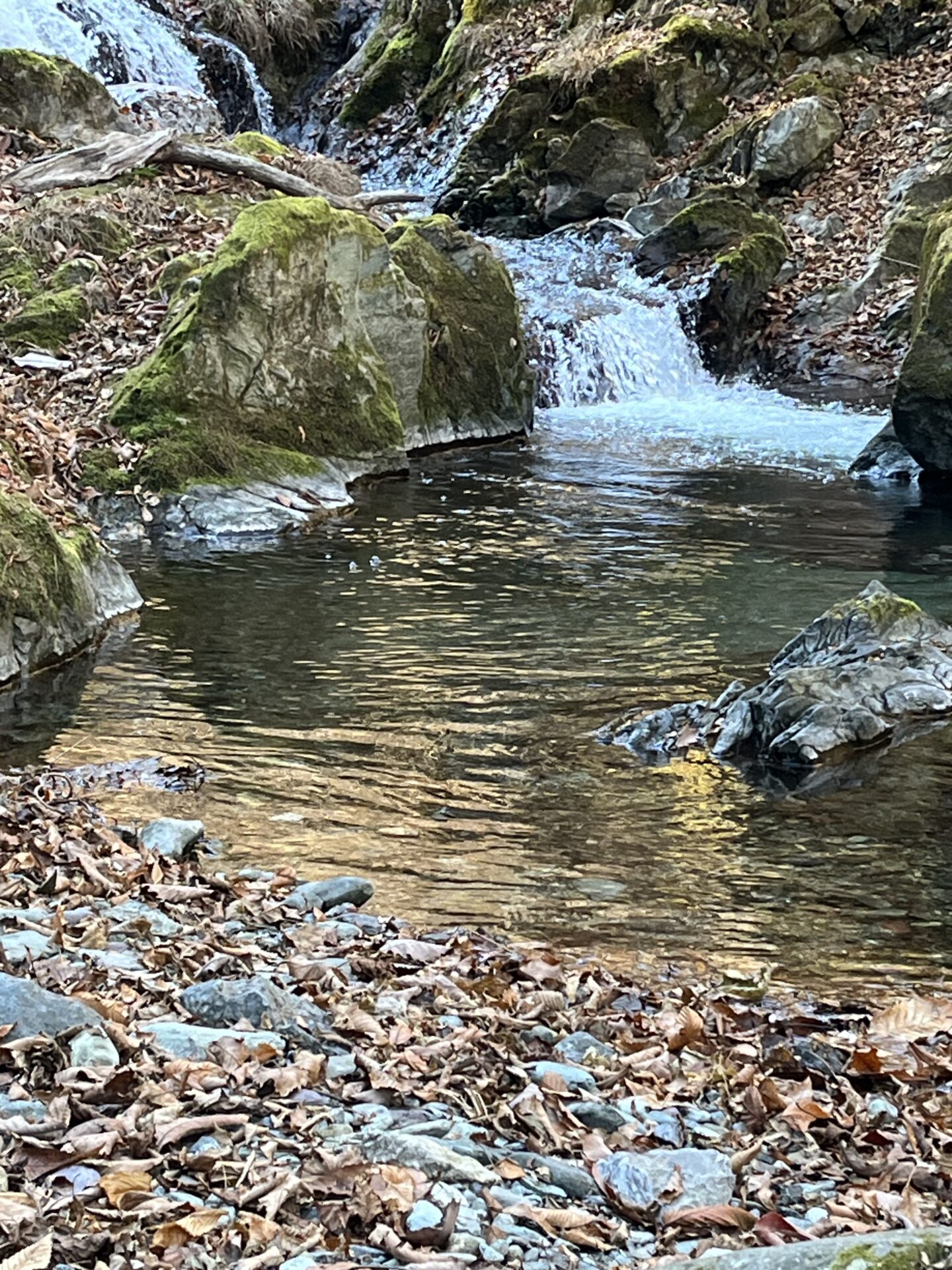 【山女魚の隠れ家。岩魚の隠れ家。】
赤久縄
2025.12.10(6)
山女魚
ポイント