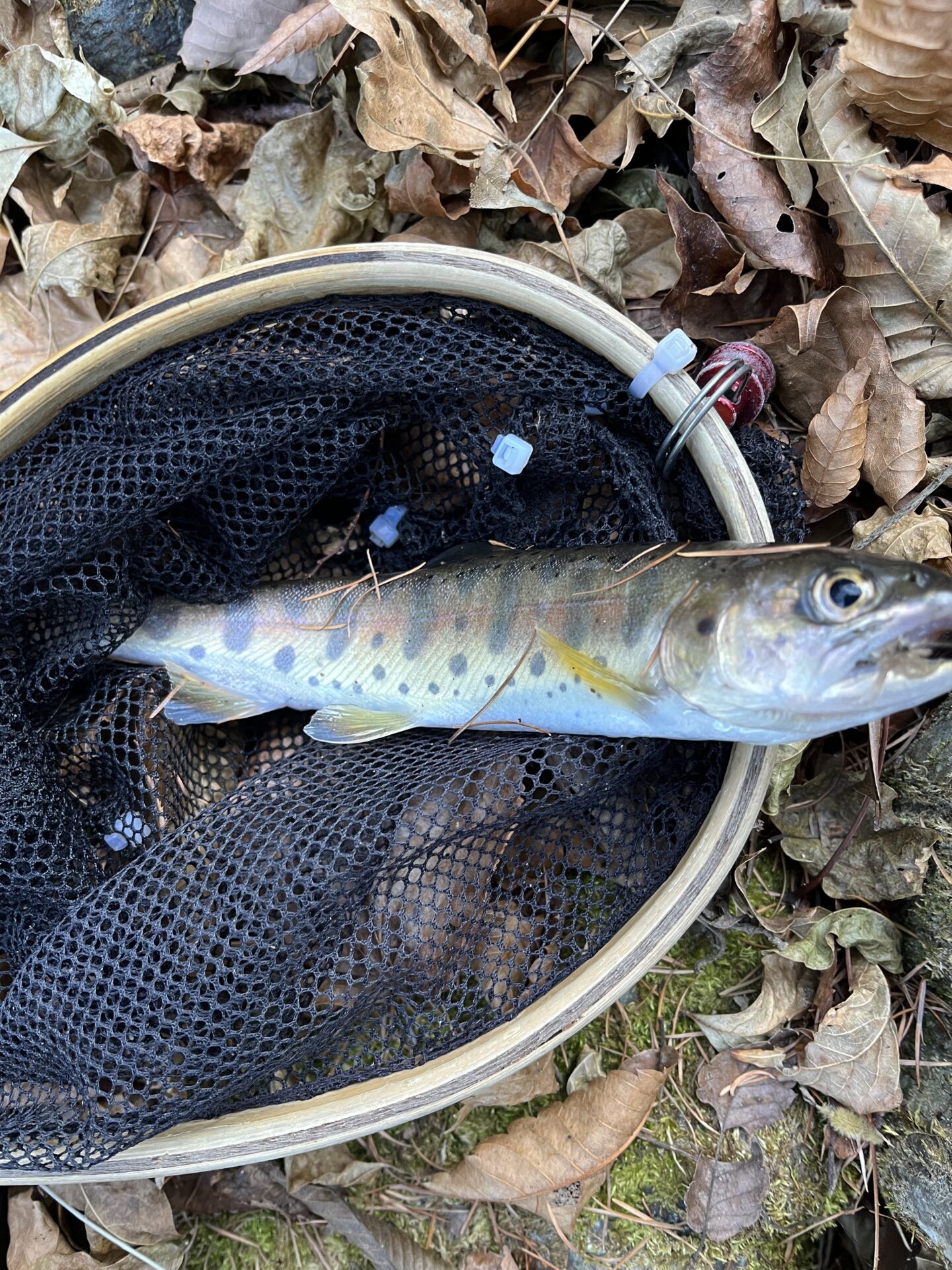 【山女魚の隠れ家。岩魚の隠れ家。】
赤久縄
2025.12.10(7)
山女魚