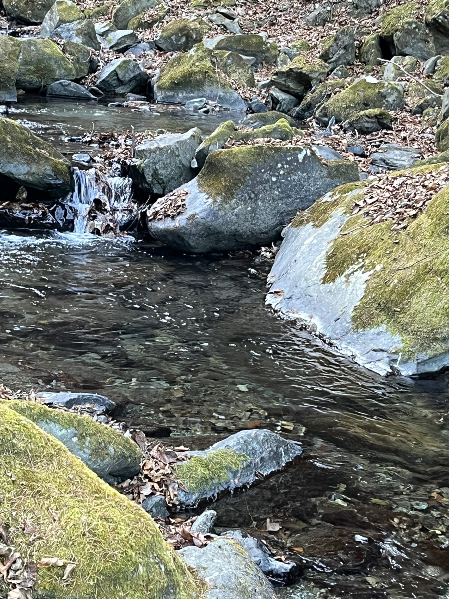 【山女魚の隠れ家。岩魚の隠れ家。】
赤久縄
2025.12.10(7)
山女魚
ポイント