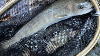 【釣果8匹山女魚6岩魚2】赤久縄2025.12.10 