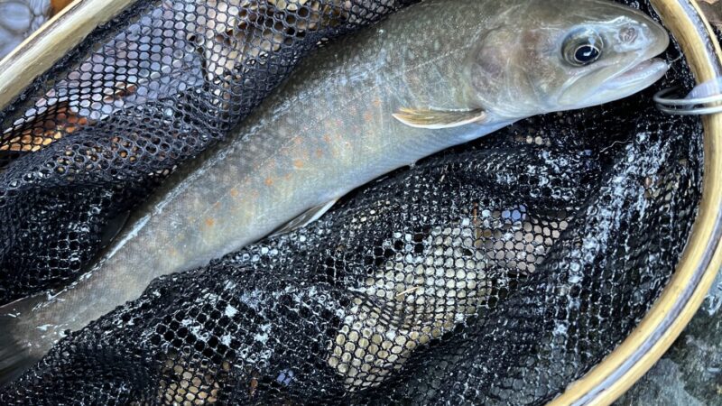 【釣果8匹山女魚6岩魚2】赤久縄2025.12.10 