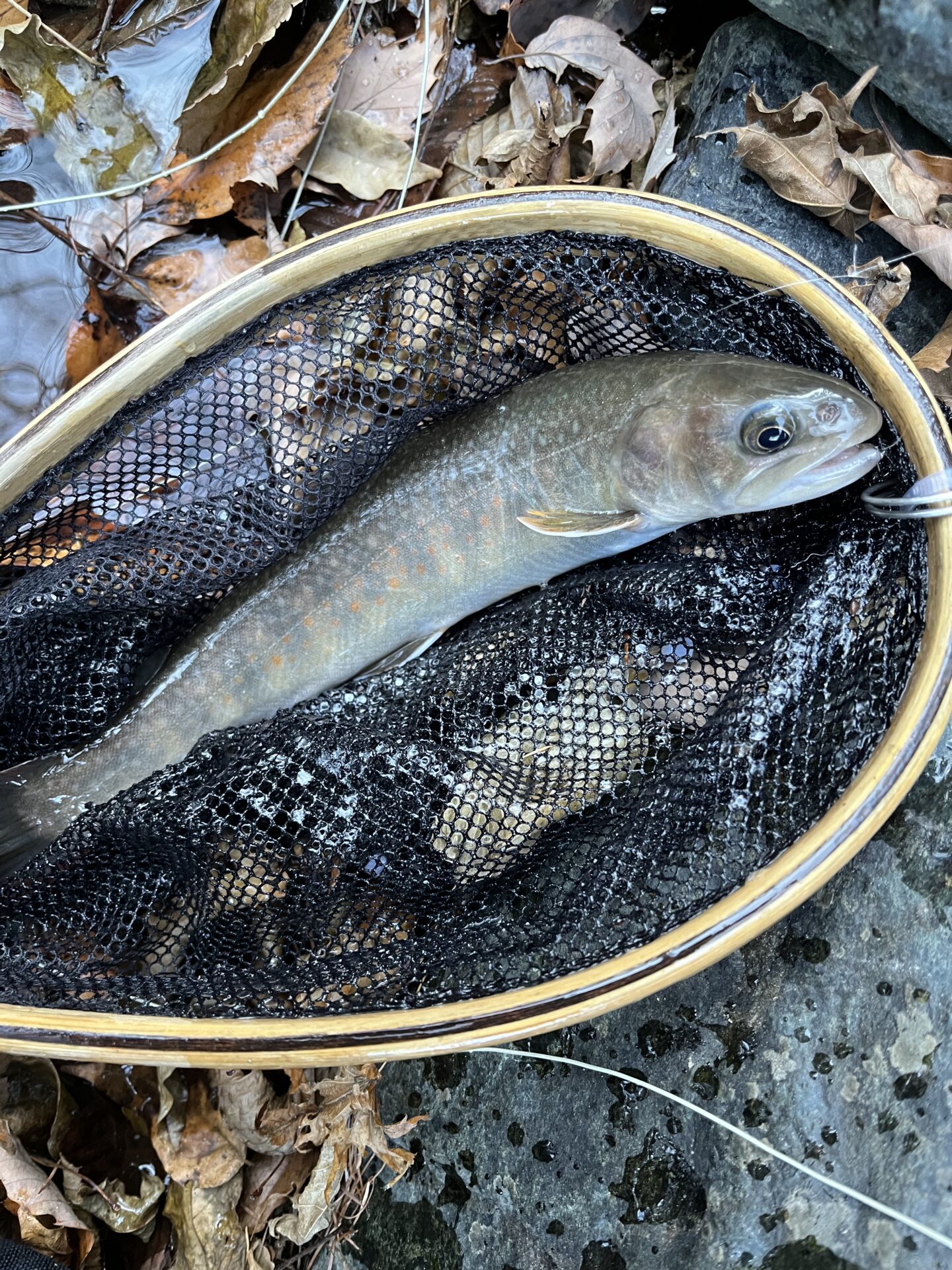 【山女魚の隠れ家。岩魚の隠れ家。】
赤久縄
2025.12.10(1)
山女魚