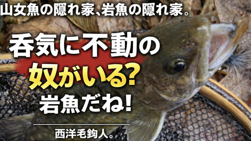 【フライフィッシング】呑気に不動の奴がいる？岩魚だね！ 