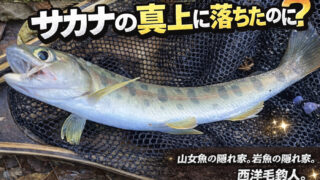 【フライフィッシング】サカナの真上に落ちたのに？ 