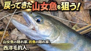 【フライフィッシング】戻ってきた山女魚を狙う！ 