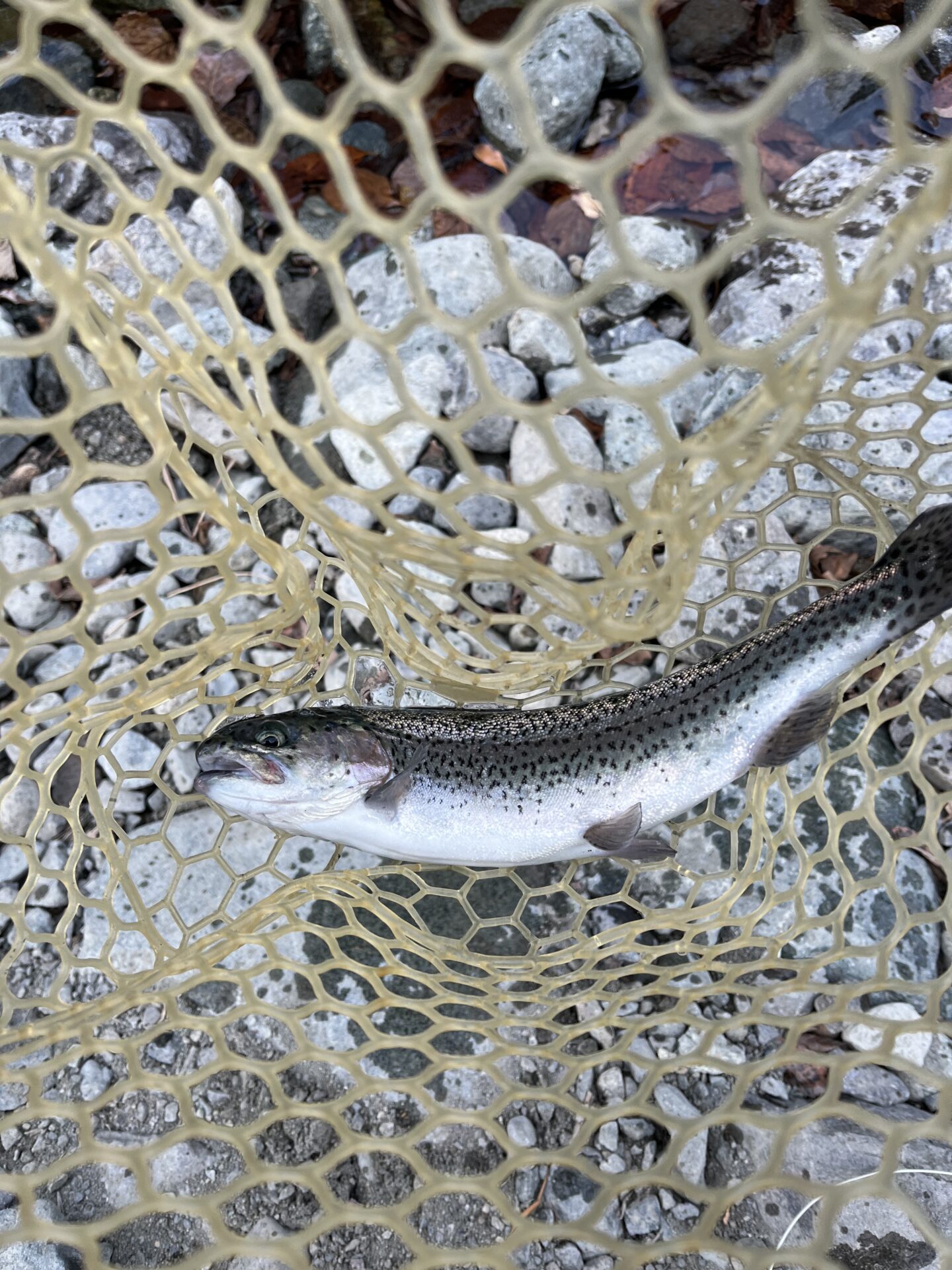 虹鱒
うらたんざわ渓流釣場
2026.1.15
9:19
