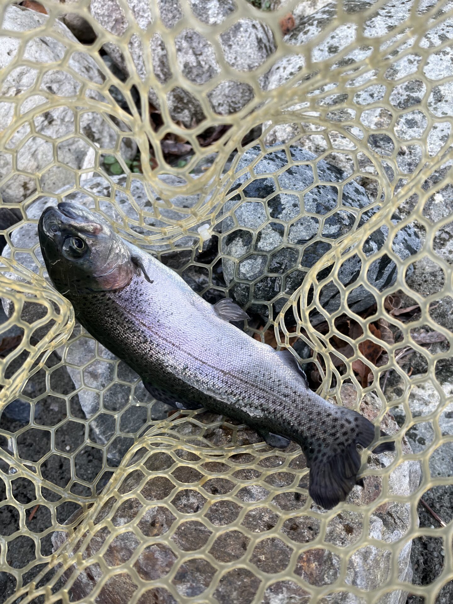 虹鱒
うらたんざわ渓流釣場
2026.1.15
9:21
