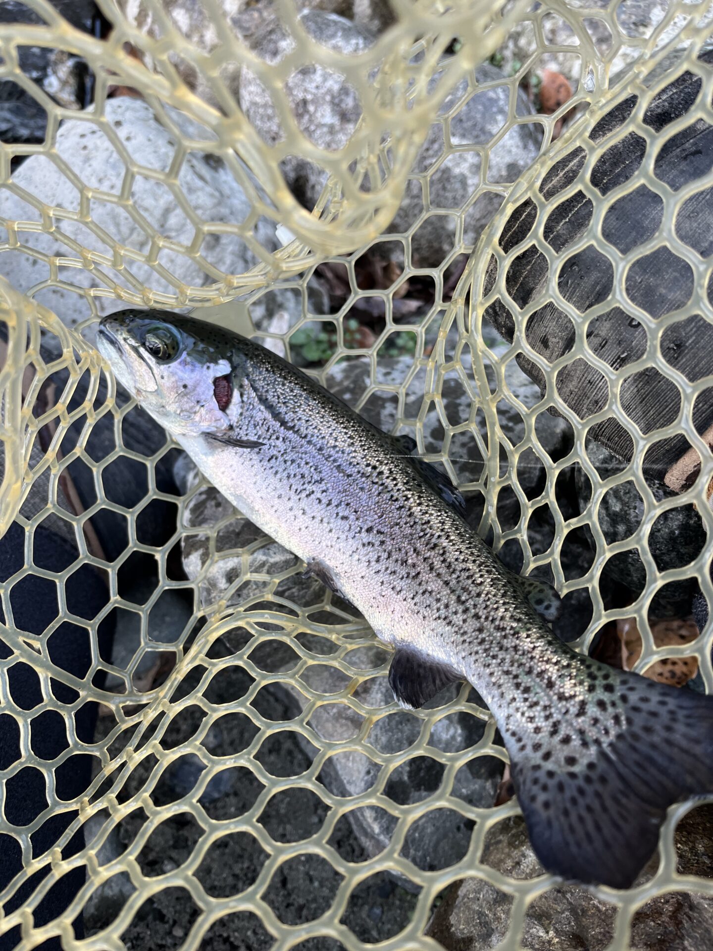 虹鱒
うらたんざわ渓流釣場
2026.1.15
9:26
