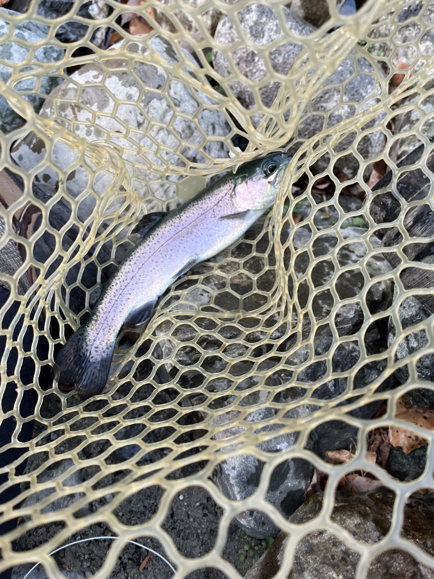 虹鱒
うらたんざわ渓流釣場
2026.1.15
9:31
