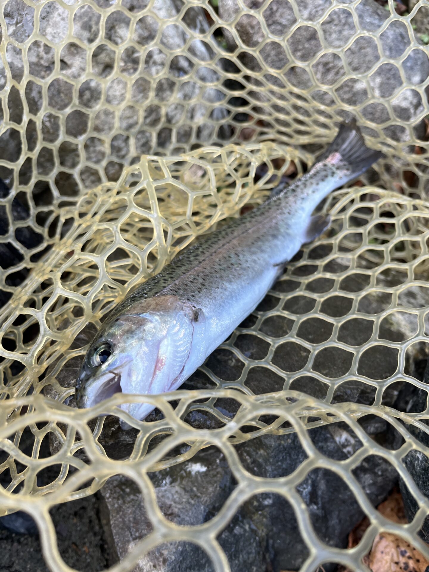 虹鱒
うらたんざわ渓流釣場
2026.1.15
9:45
