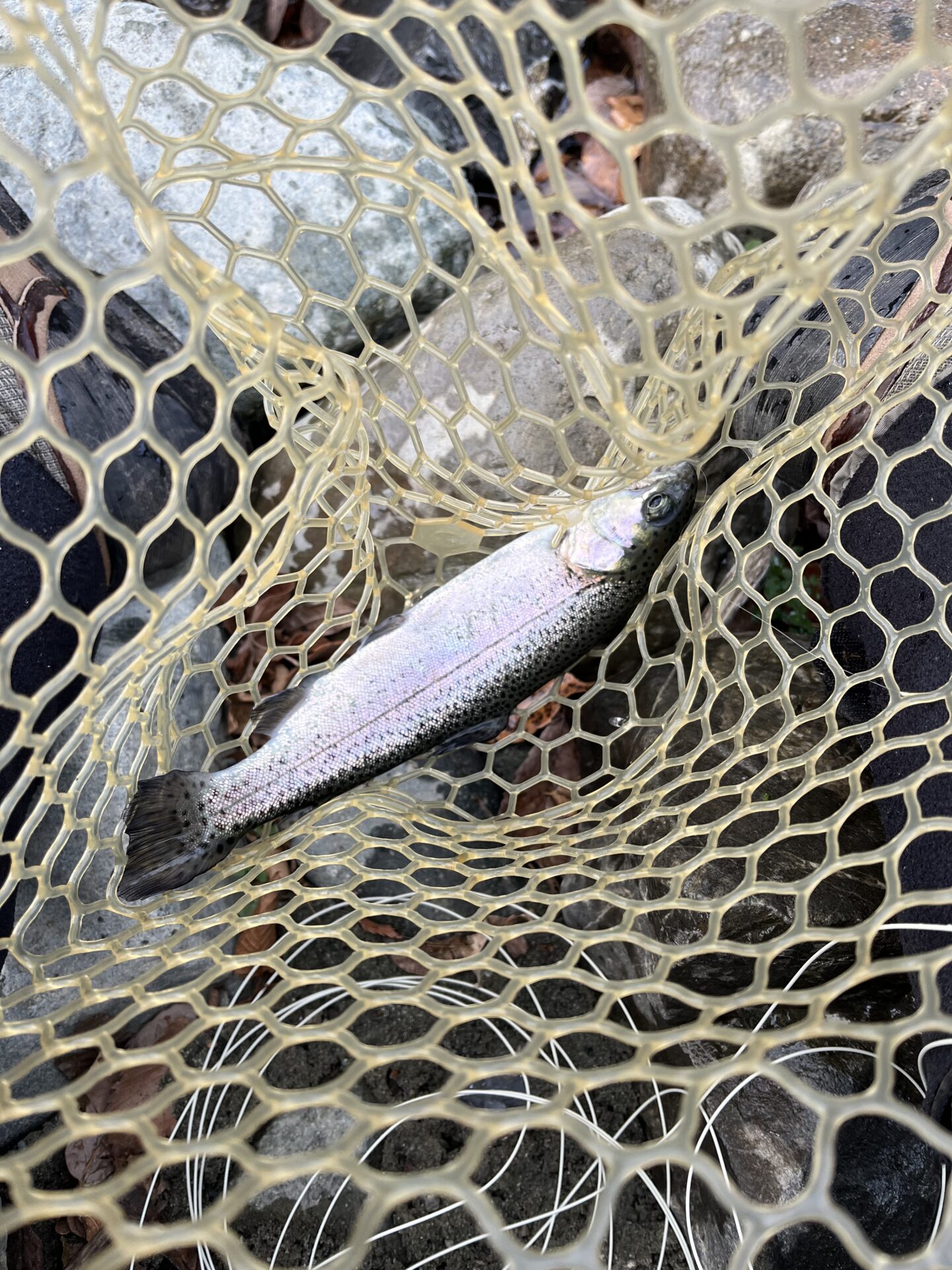 虹鱒
うらたんざわ渓流釣場
2026.1.15
9:53
