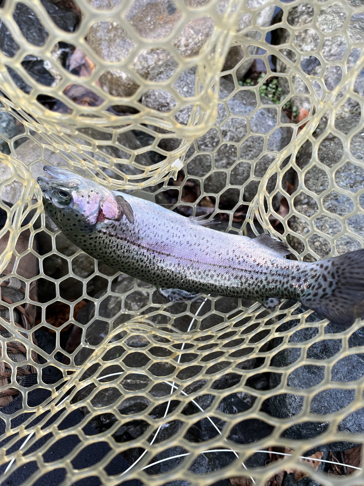 虹鱒
うらたんざわ渓流釣場
2026.1.15
10:13
