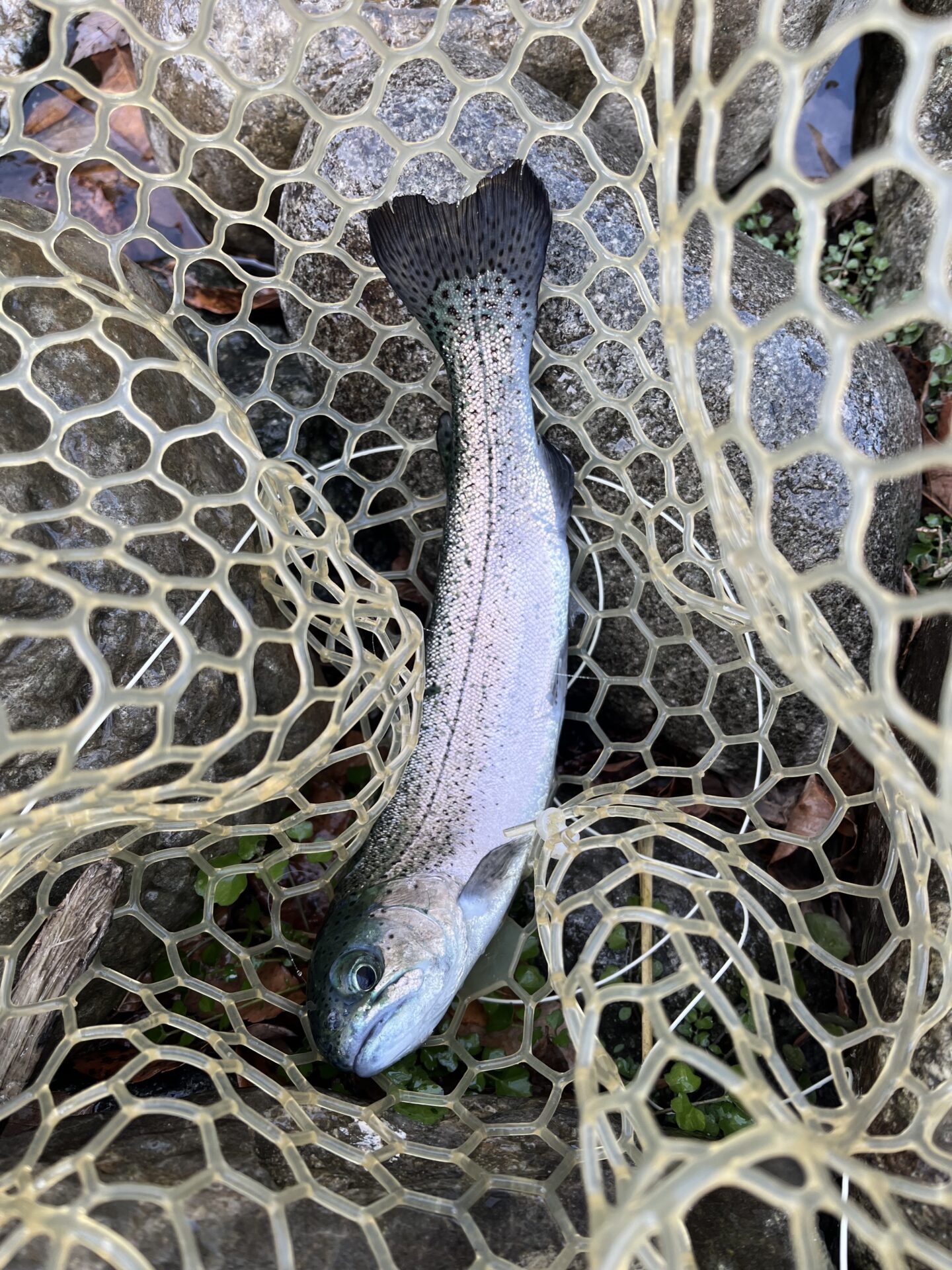 虹鱒
うらたんざわ渓流釣場
2026.1.15
10:19
