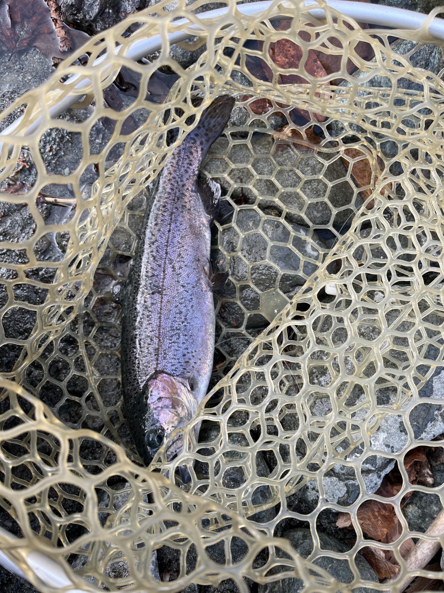 虹鱒
うらたんざわ渓流釣場
2026.1.15
10:43
