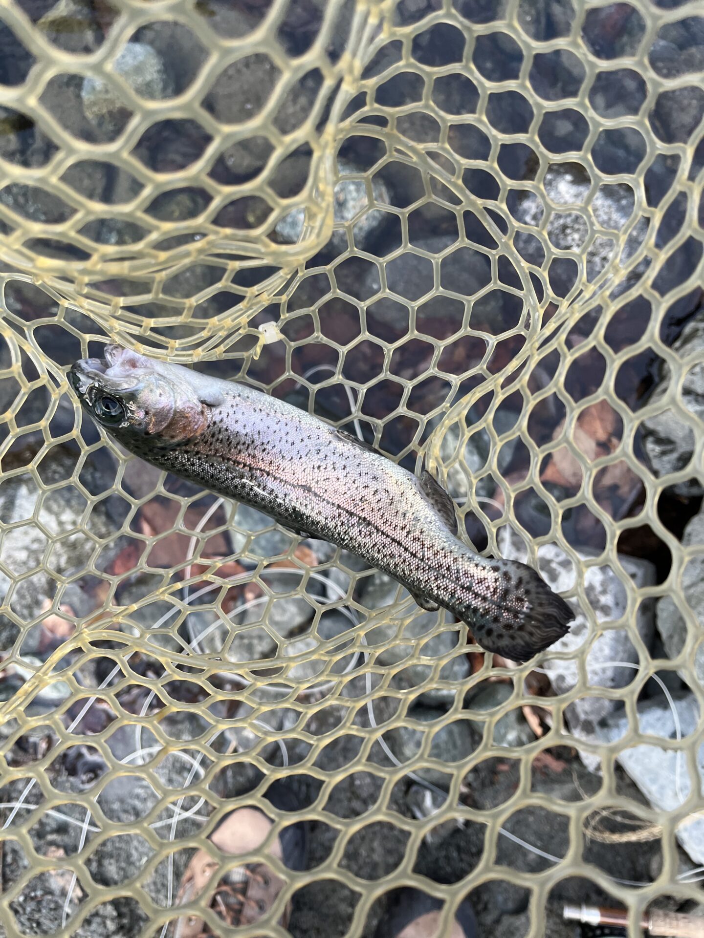 虹鱒
うらたんざわ渓流釣場
2026.1.15
10:53
