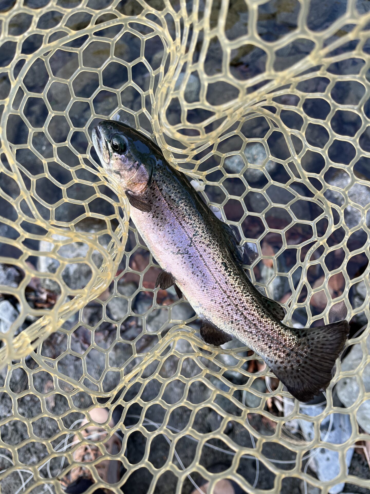 虹鱒
うらたんざわ渓流釣場
2026.1.15
11:08
