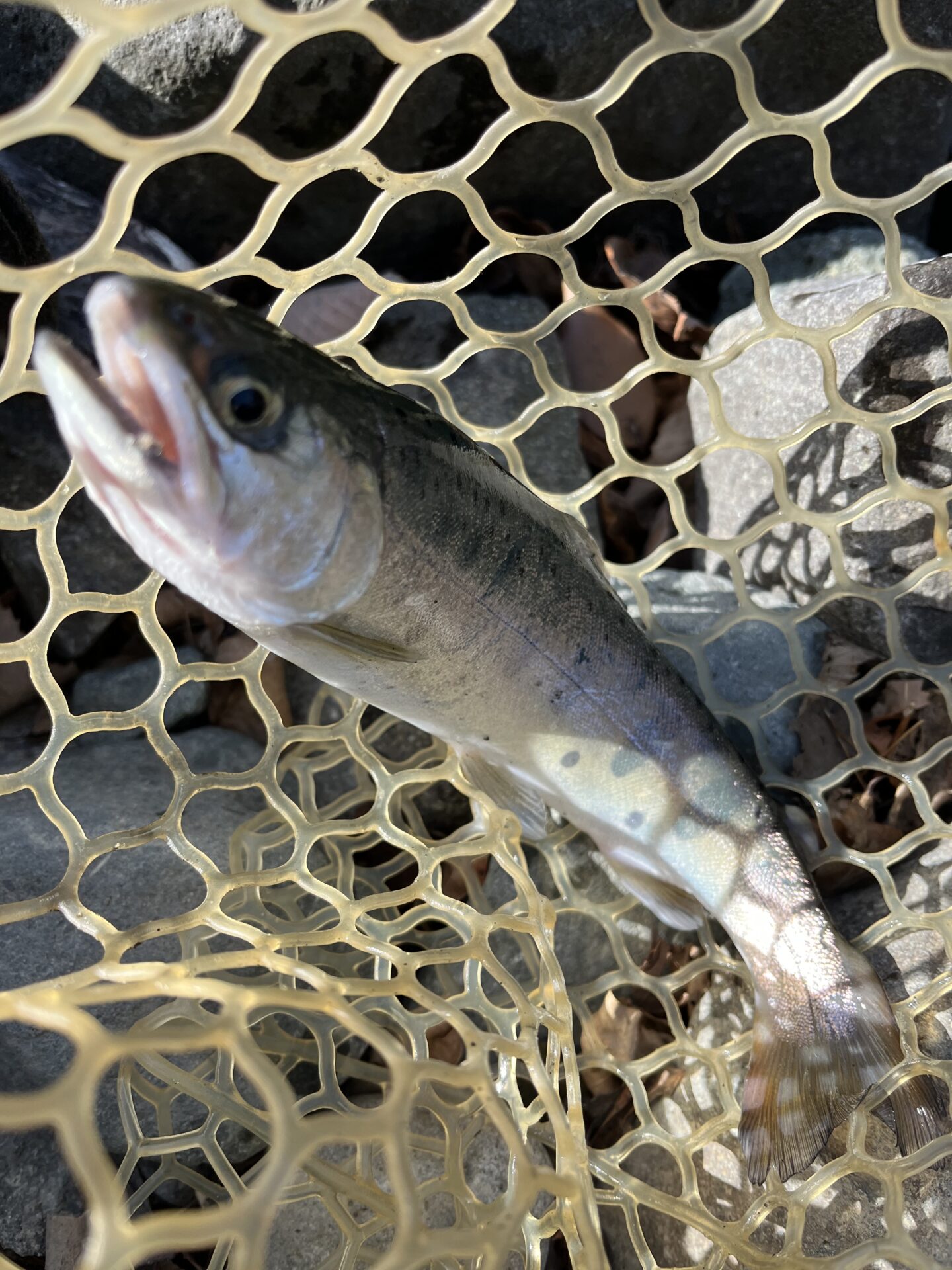 山女魚
うらたんざわ渓流釣場
2026.1.15
11:37
