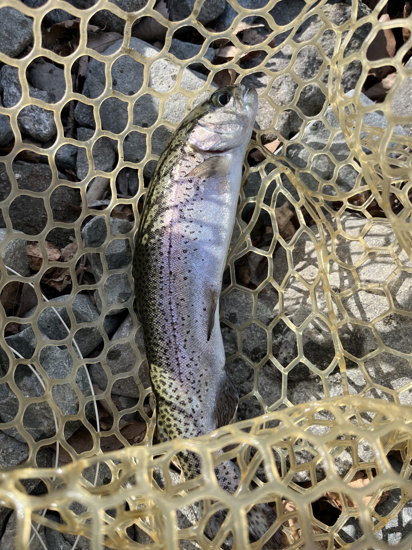 虹鱒
うらたんざわ渓流釣場
2026.1.15
11:41
