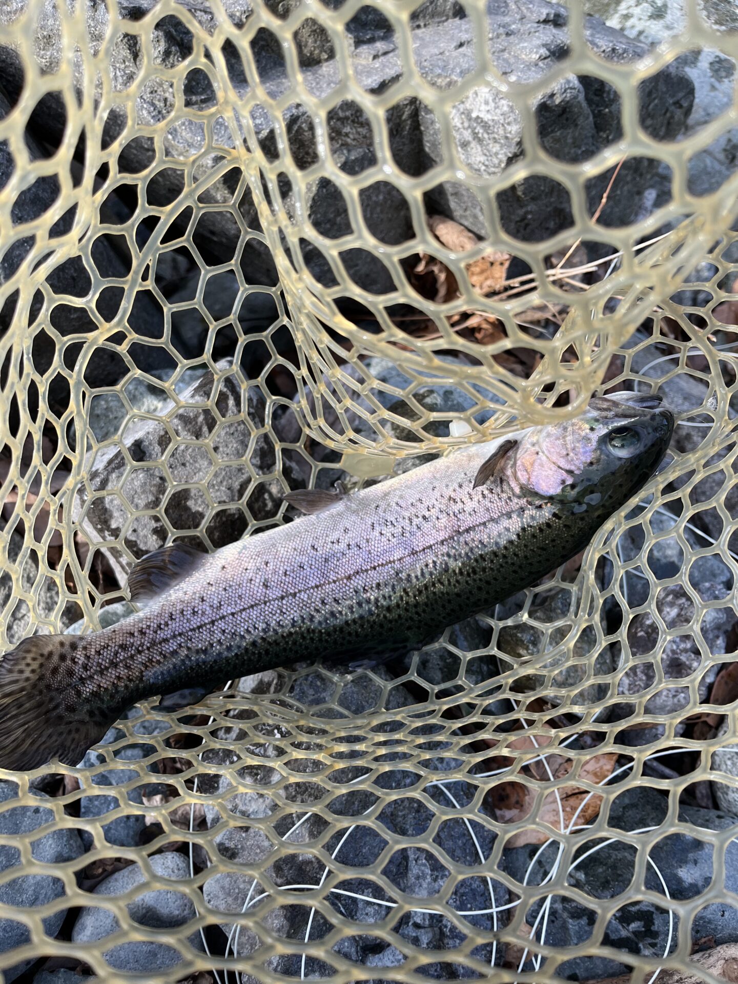 虹鱒
うらたんざわ渓流釣場
2026.1.15
11:49
