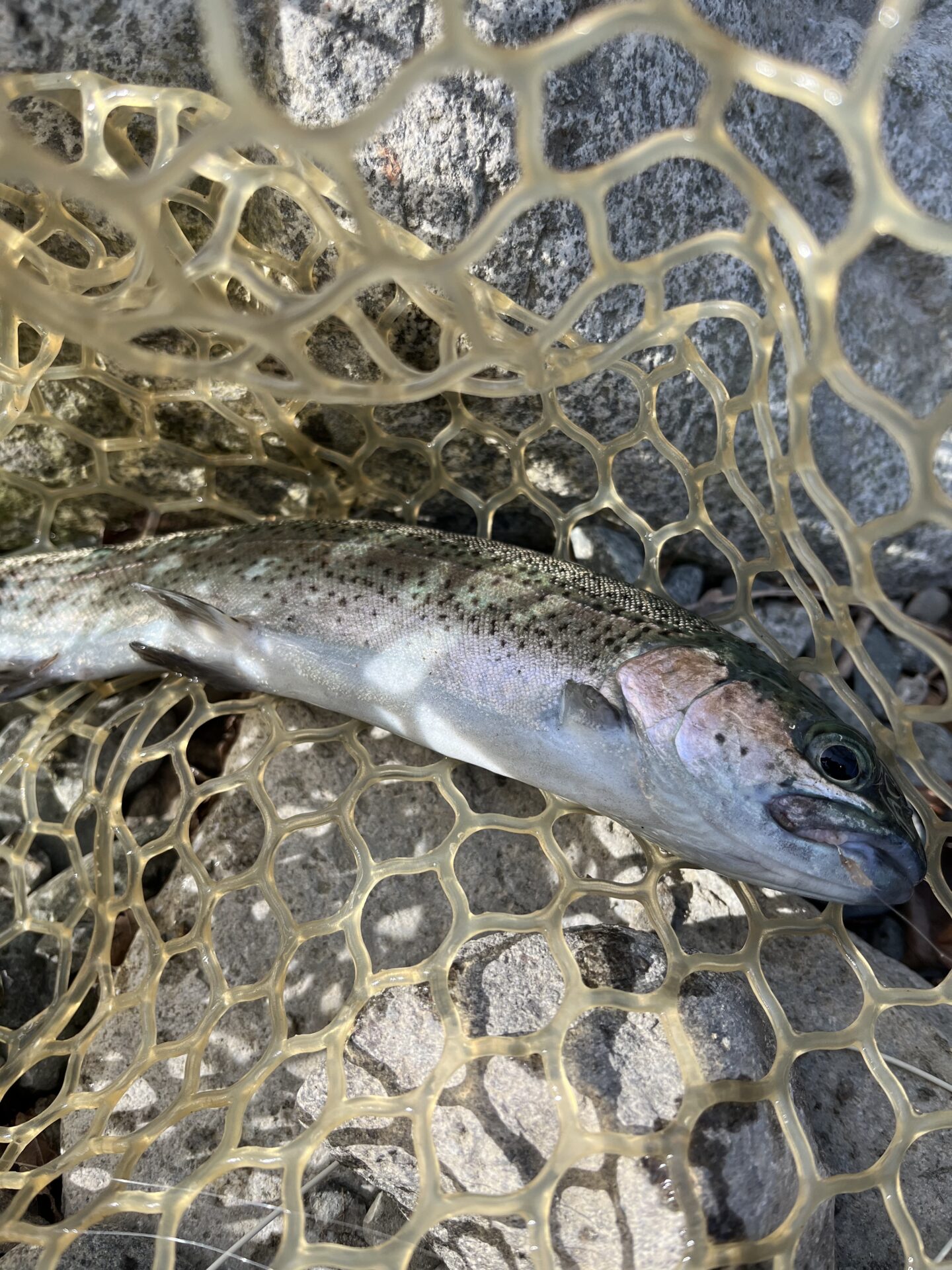 虹鱒
うらたんざわ渓流釣場
2026.1.15
11:56
