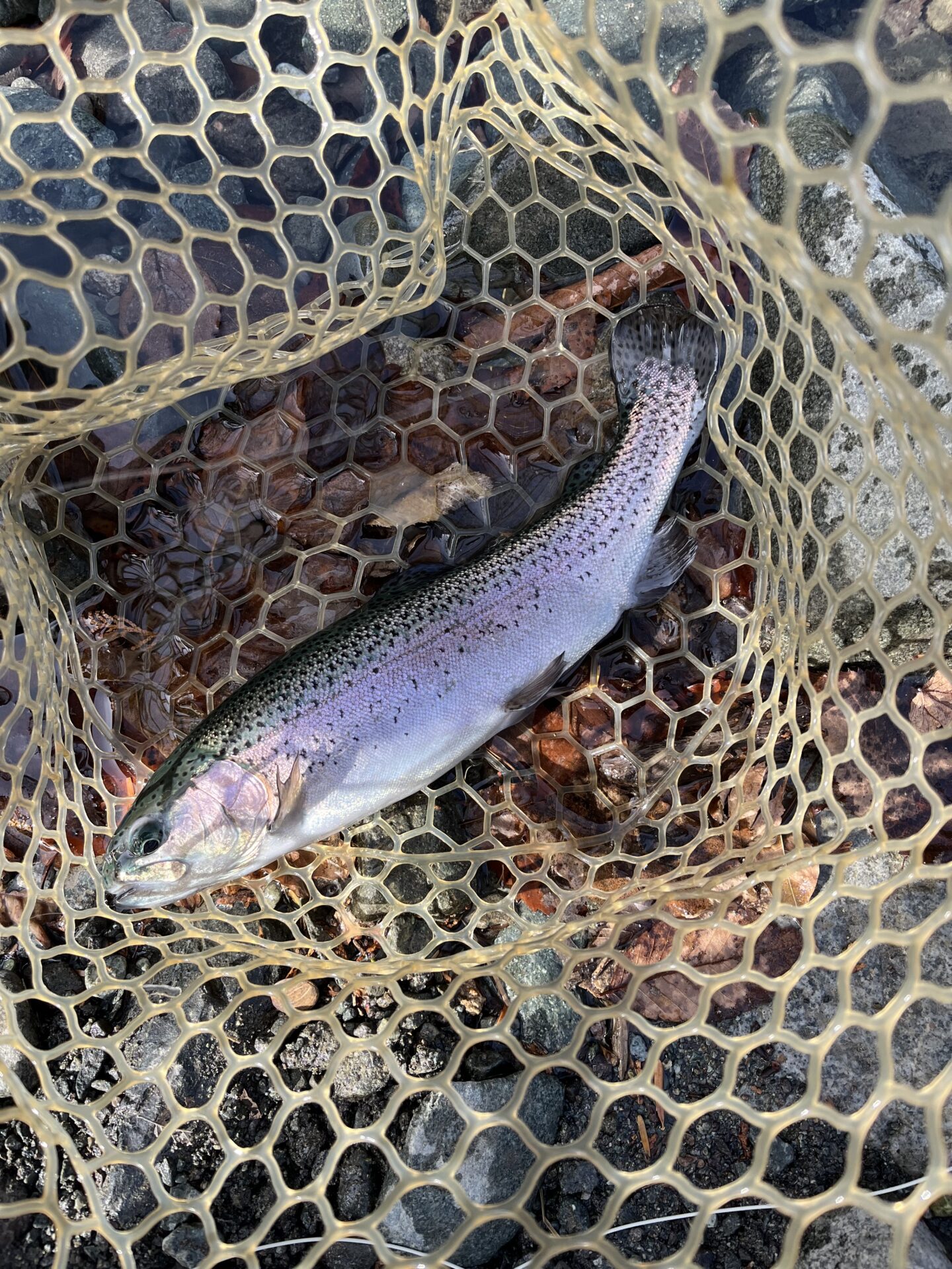 虹鱒
うらたんざわ渓流釣場
2026.1.15
12:13
