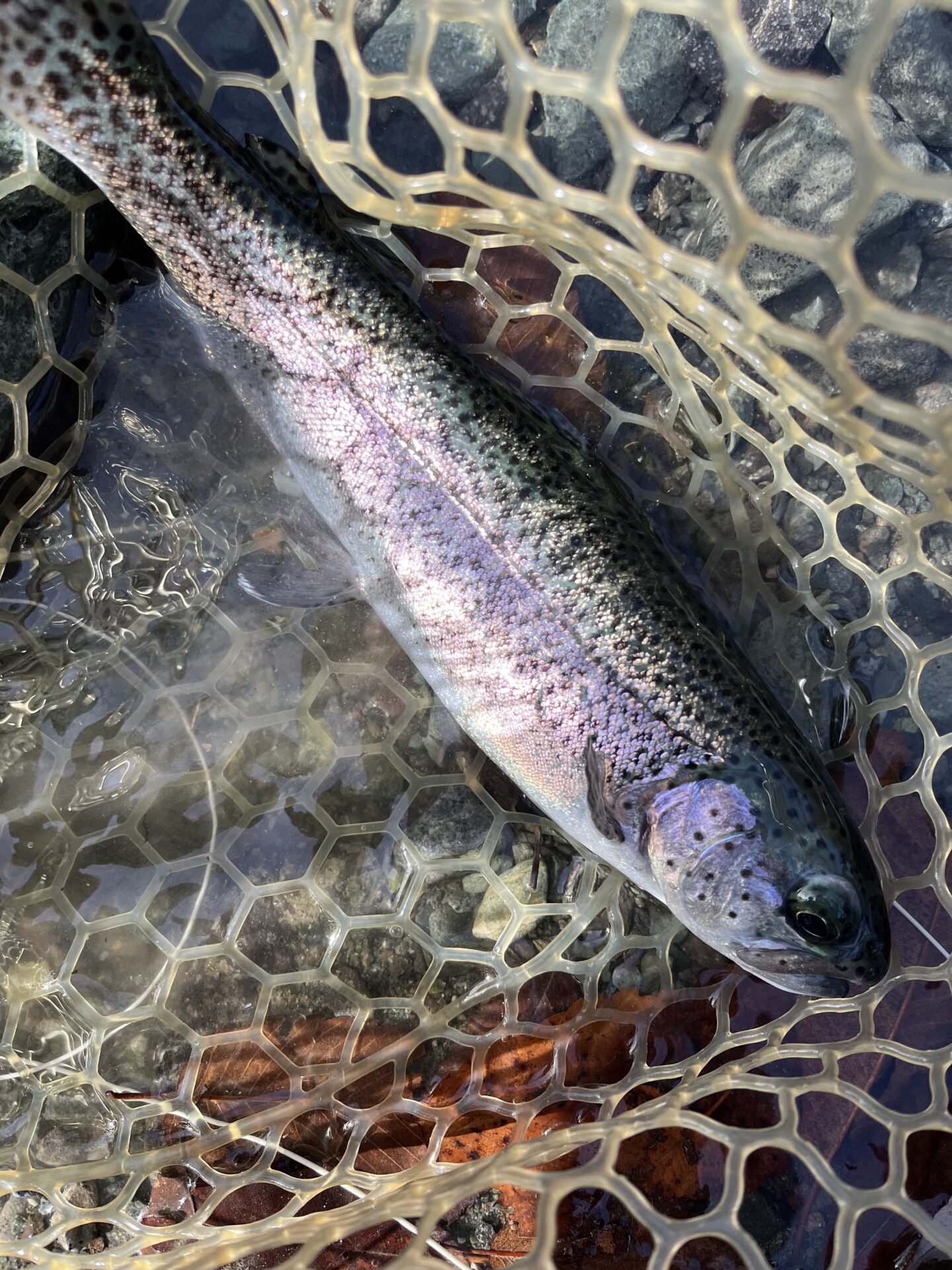 虹鱒
うらたんざわ渓流釣場
2026.1.15
12:19
