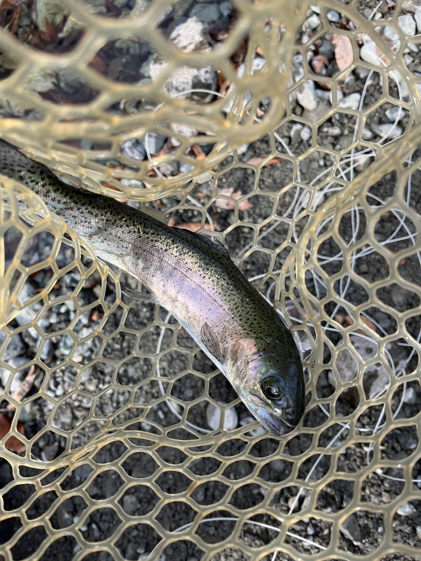 虹鱒
うらたんざわ渓流釣場
2026.1.15
13:04
