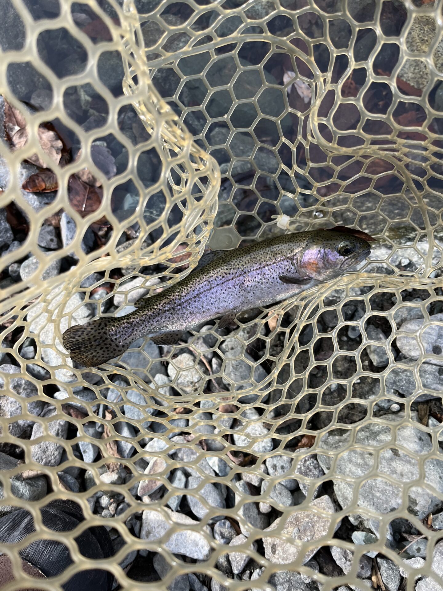 虹鱒
うらたんざわ渓流釣場
2026.1.15
13:35
