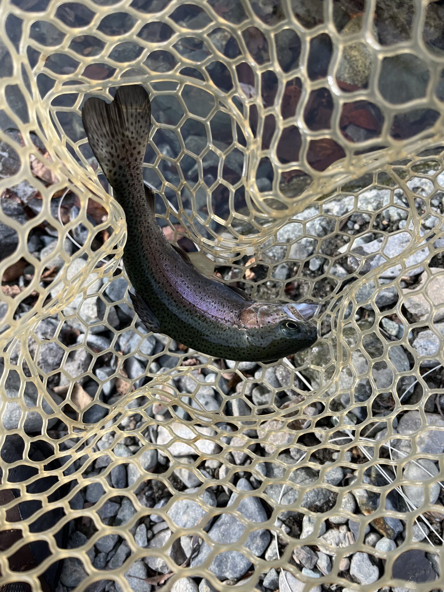 虹鱒
うらたんざわ渓流釣場
2026.1.15
13:44

