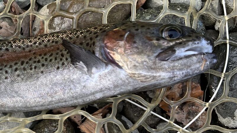 【釣果38匹山女魚1虹鱒37】うらたん2026.1.15 