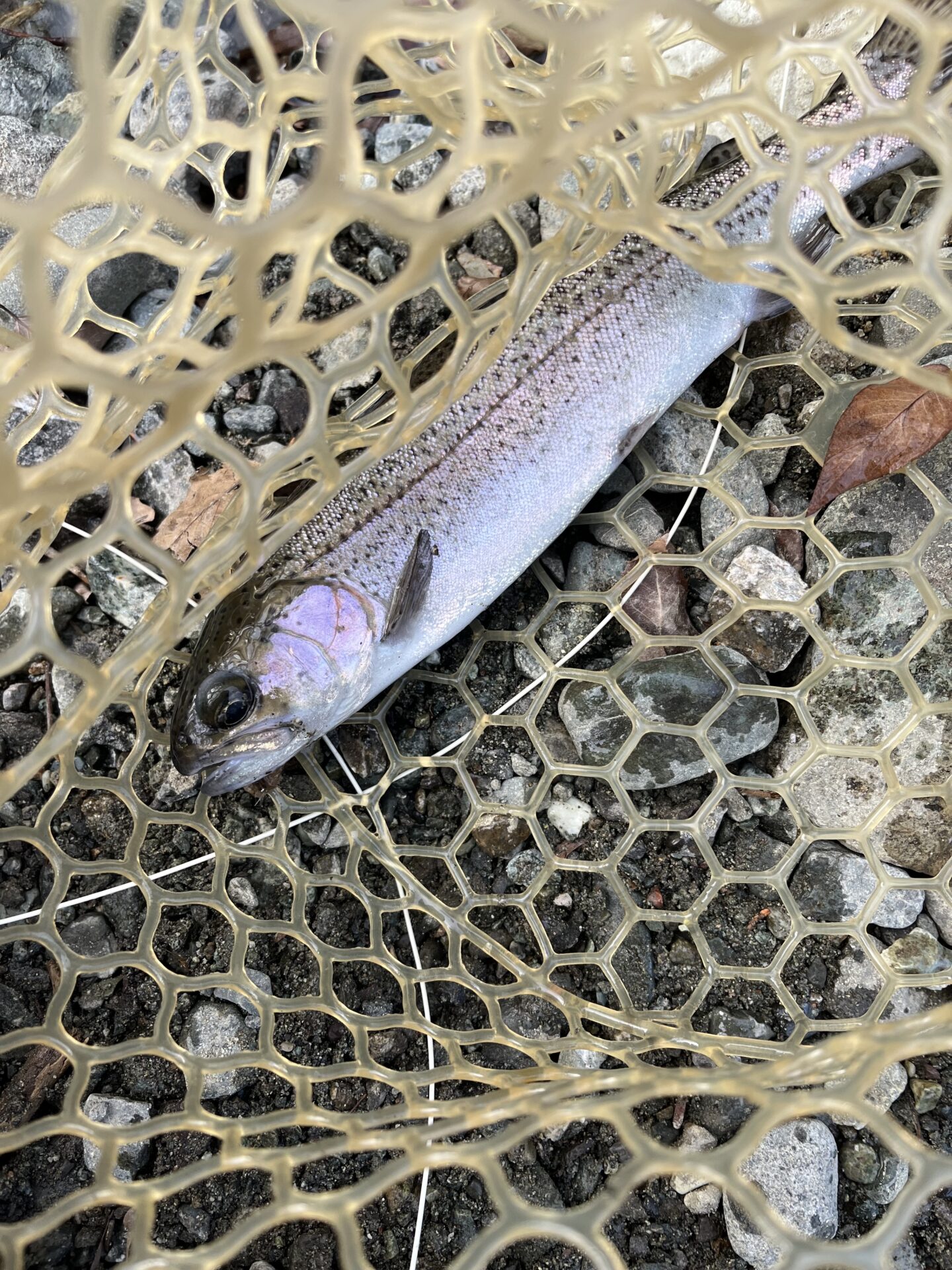 虹鱒
うらたんざわ渓流釣場
2026.1.15
14:34
