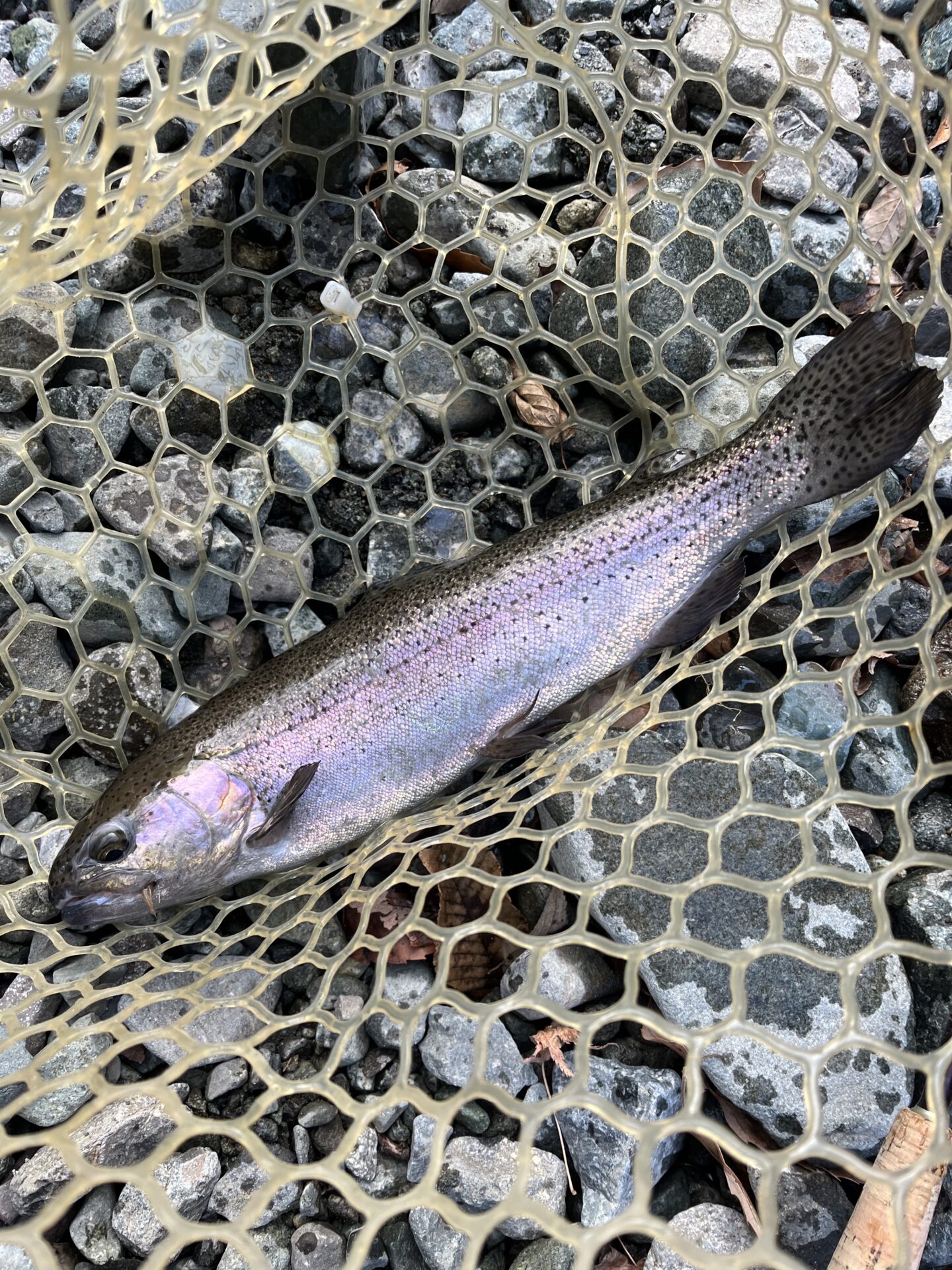 虹鱒
うらたんざわ渓流釣場
2026.1.15
15:05
