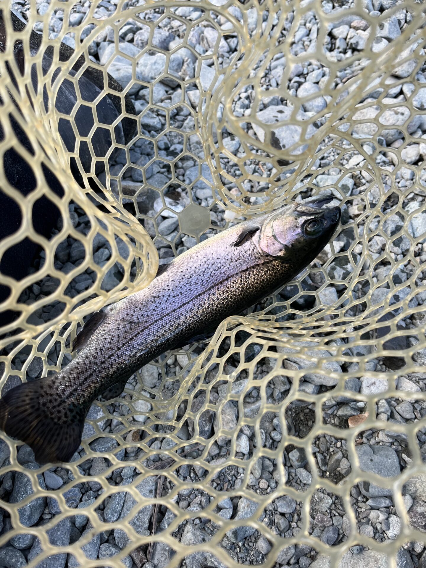 虹鱒
うらたんざわ渓流釣場
2026.1.15
15:16
