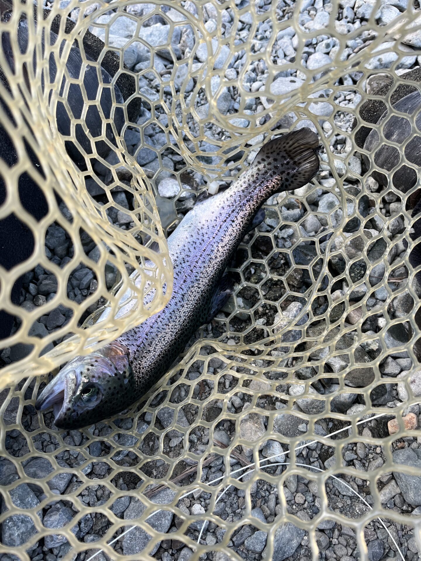 虹鱒
うらたんざわ渓流釣場
2026.1.15
15:19
