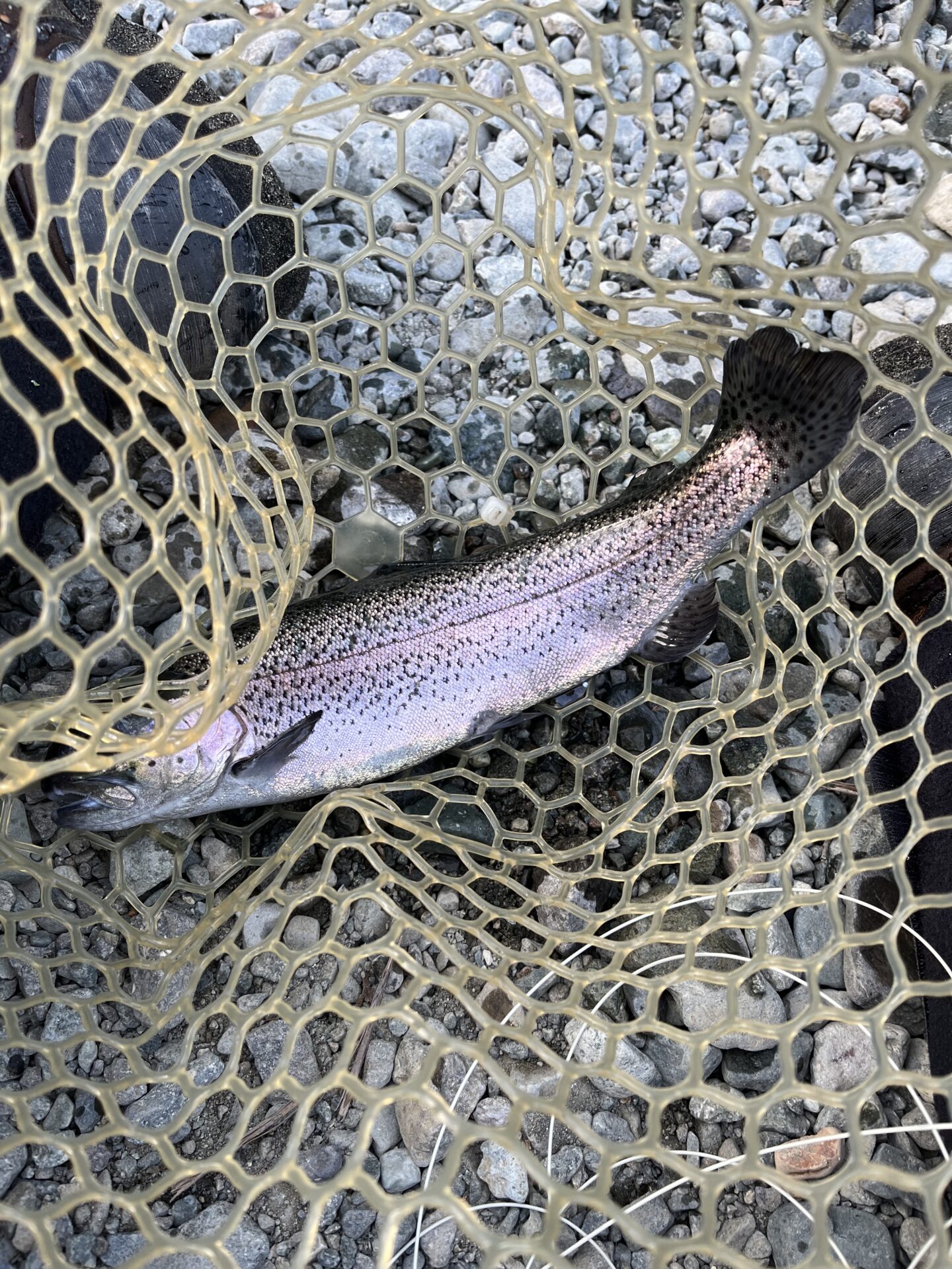 虹鱒
うらたんざわ渓流釣場
2026.1.15
15:27
