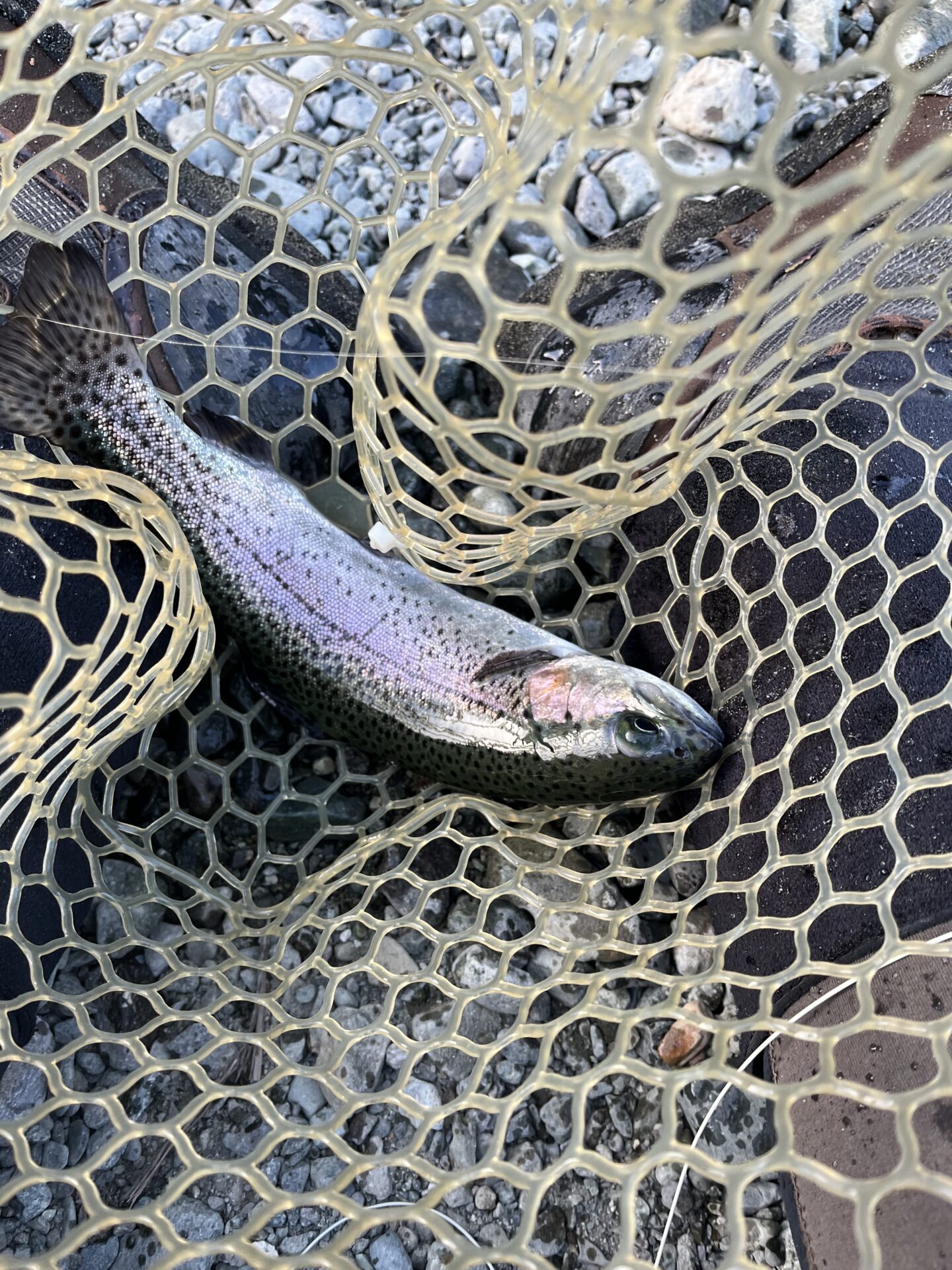 虹鱒
うらたんざわ渓流釣場
2026.1.15
15:29
