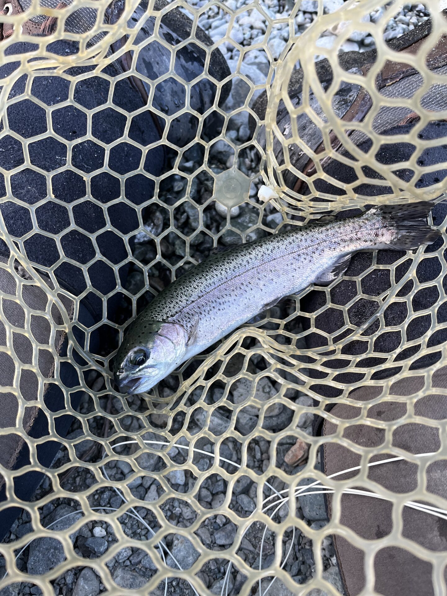 虹鱒
うらたんざわ渓流釣場
2026.1.15
15:41
