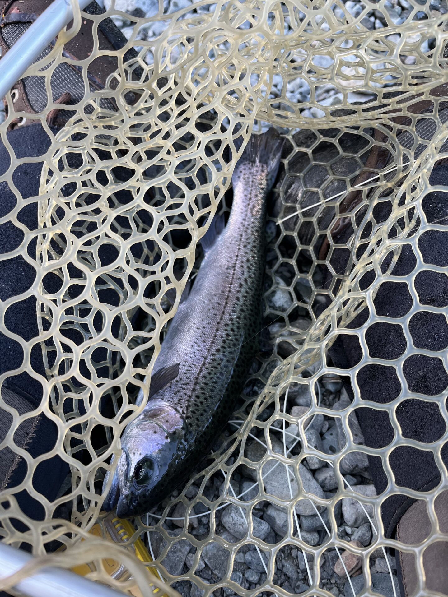 虹鱒
うらたんざわ渓流釣場
2026.1.15
15:46
